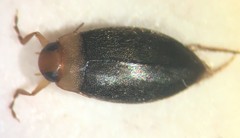 Derovatellus floridanus