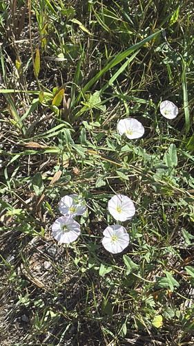 field bindweed