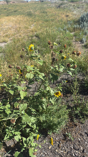 Common Sunflower