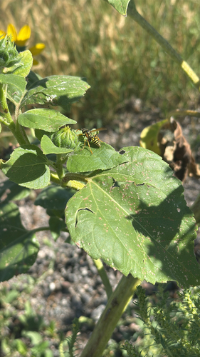 European Paper Wasp