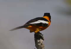Icterus icterus