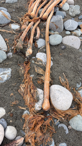 Bull Kelp