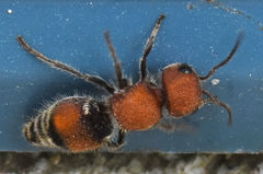 Pseudomethoca oceola