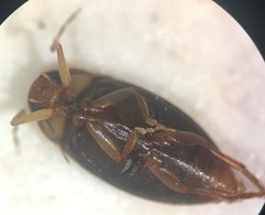 Derovatellus floridanus