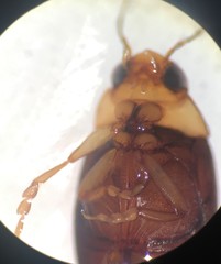 Derovatellus floridanus