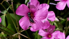 Ceratina cucurbitina