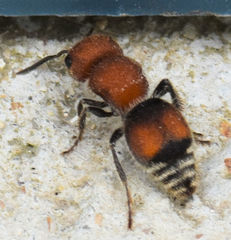 Pseudomethoca oceola