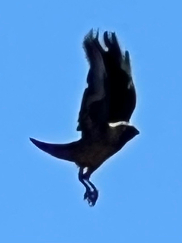 Eurasian Jackdaw