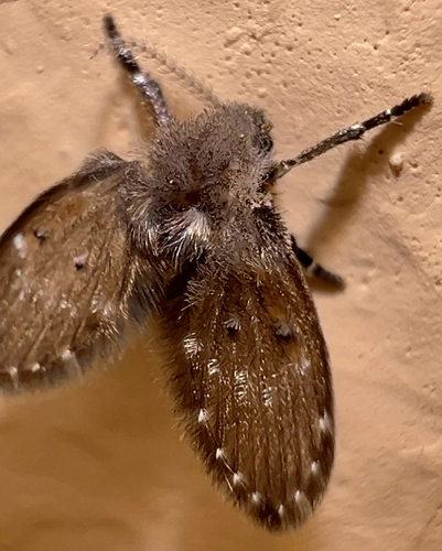 Bathroom Moth Fly