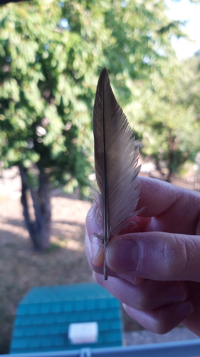 Plume de Martinet à ventre blanc