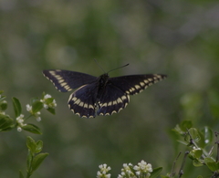 Battus polydamas psittacus