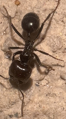 Barbary Harvester Ant