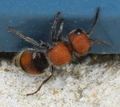 Pseudomethoca oceola