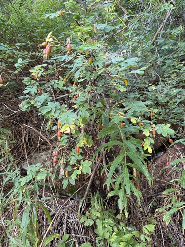 Rosa pendulina, photograph 6