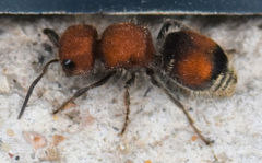 Pseudomethoca oceola