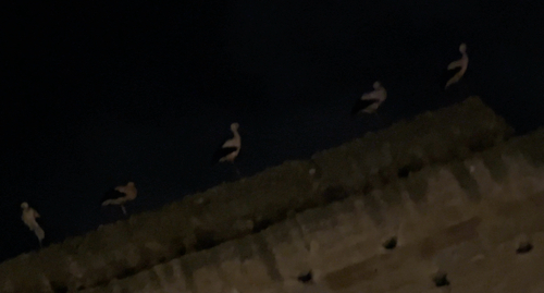 White Stork