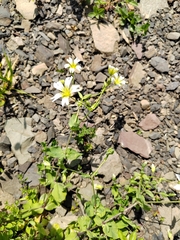 Cerastium davuricum, photograph (c) Виктория Билоус, some rights reserved (CC BY)