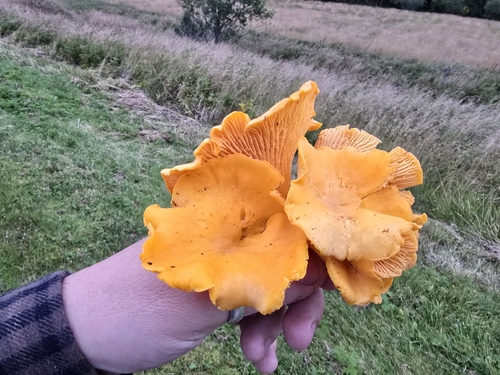 Golden Chanterelle
