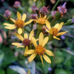 Senecio umbrosus