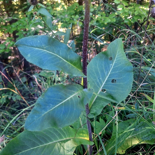 Senecio umbrosus, photograph 1