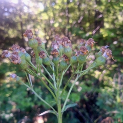Senecio umbrosus, photograph author not stated, no rights reserved