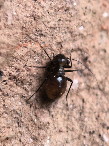 Bertkauia lucifuga