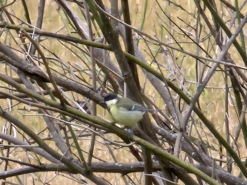Great Tit