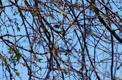 Polioptila albiloris