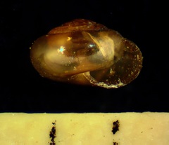 Dryachloa dauca