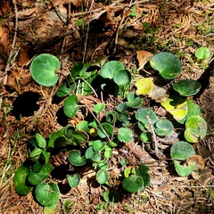 Soldanella carpatica