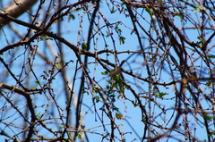 Polioptila albiloris