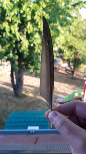 Plume de Martinet à ventre blanc