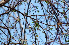 Polioptila albiloris