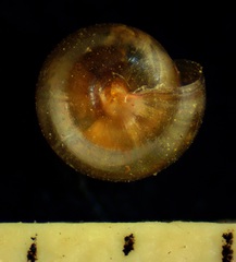 Dryachloa dauca