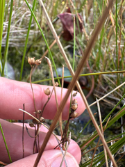 (c) Peter Quakenbush, some rights reserved (CC BY) Utricularia cornuta, photograph (c) Peter Quakenbush, some rights reserved (CC BY)