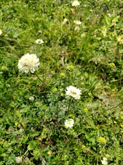Scabiosa bipinnata