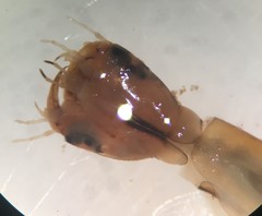 Thermonectus basillaris