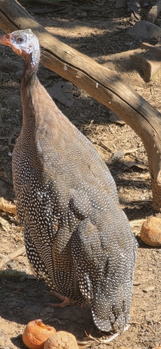 Domestic Guineafowl