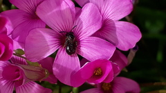 Ceratina cucurbitina