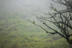 Psilopsiagon aurifrons