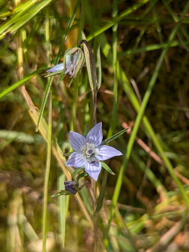 Marsh Felwort