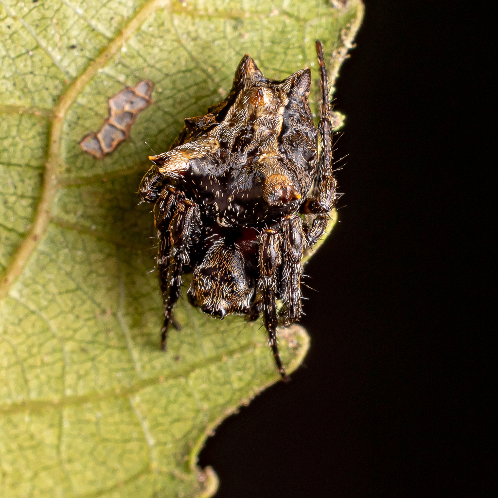 Popperaneus gavensis