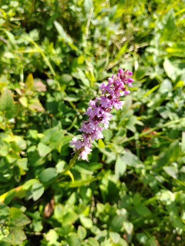Gymnadenia conopsea observed 2026-08-23