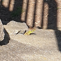 Lacerta agilis
