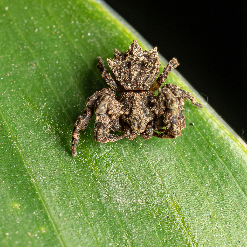 Kryptochroma macrostyla