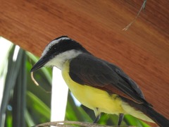 Pitangus sulphuratus