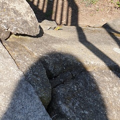 Lacerta agilis