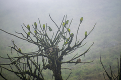 Psilopsiagon aurifrons