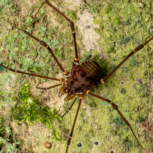 daddy longlegs