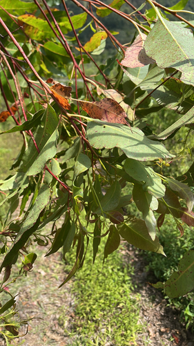 Timor white gum